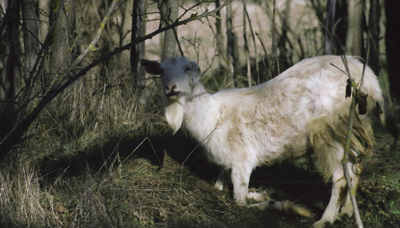 la capra selvatica di fagnano alto